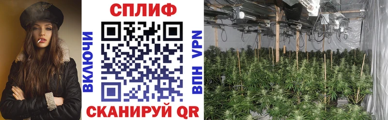 МАРИХУАНА SATIVA & INDICA  omg вход  Сорск 